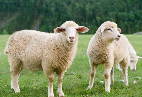 娱乐吃瓜酱羊羊,羊羊酱带你领略娱乐圈风云变幻